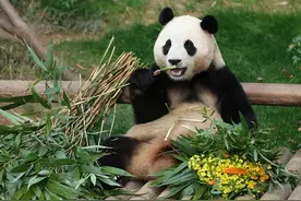 韩国民众惜别大熊猫“福宝”图片