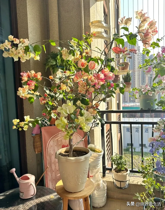 昆明一户人家门口，开出了5层楼的“花瀑”，太美，太壮观了~