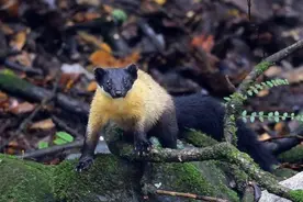 云南景谷发现罕见“蜜狗”，行动迅猛性格狠辣，能猎杀毒蛇野猪！图片