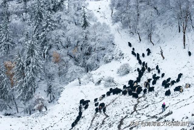青海的冬天有多美？风裹着雪吻过河流，阳光在雪山尖写满温柔
