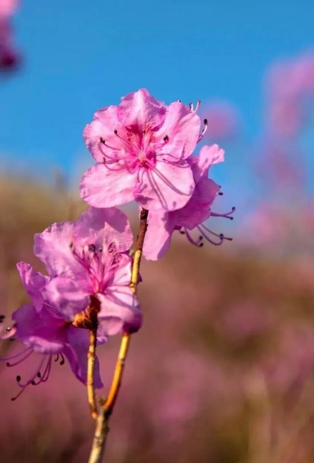 今起，大连大黑山景区执行旺季运营时间！