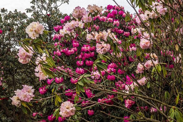 被严重低估的贵州毕节：这100多平方公里的杜鹃，不看真的会后悔