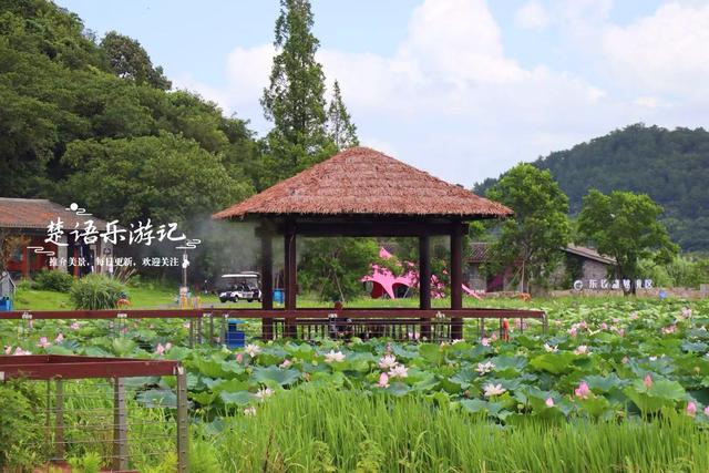 浙江宁波这片秘境又到最美时，百亩荷花美如画，金鸡菊花海也很美