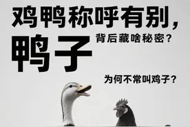 鸡鸭称呼有别，背后藏啥秘密？鸭叫鸭子，鸡咋不常叫鸡子？图片