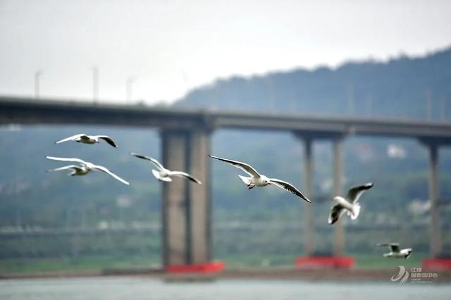 不用去云南了！在重庆就能“鸥”遇🤩