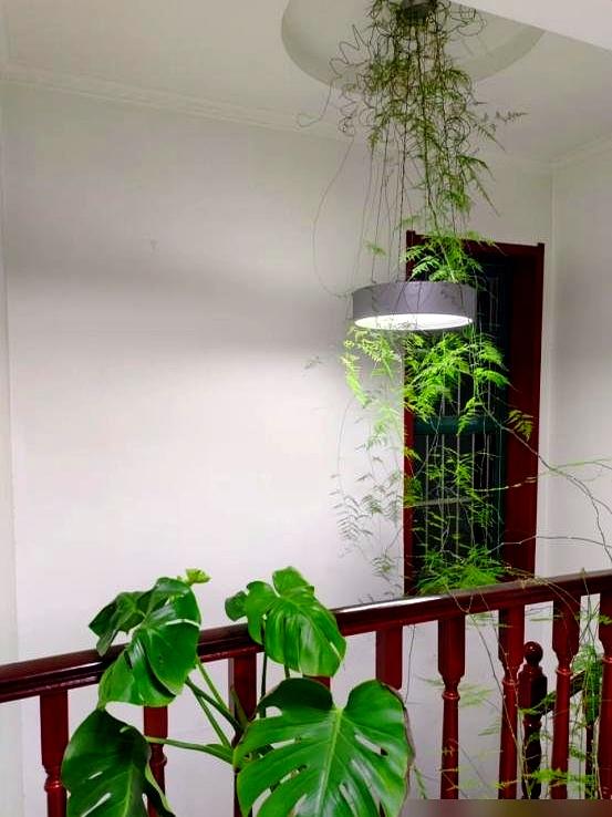 “阴花不能进阳宅”！家里若有这5种花，请赶紧“搬出去”！