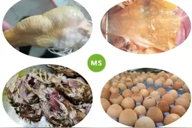 蛋鸡开产后阴阳蛋软皮蛋增多，竟然是“它”惹的祸！图片