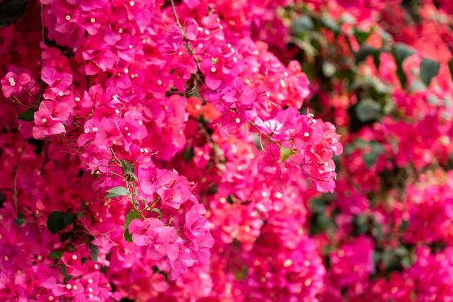 花漫鹏城，墟声鼎沸：2025深圳勒杜鹃赏花周首日走笔