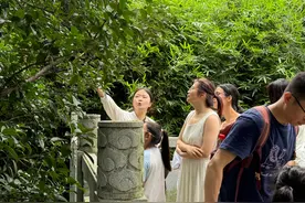 登山寻古树，孩子给百年紫薇“挠痒痒”图片