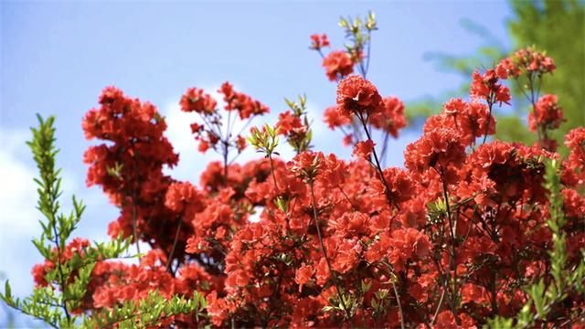 富村普红：漫山杜鹃静待八方来客