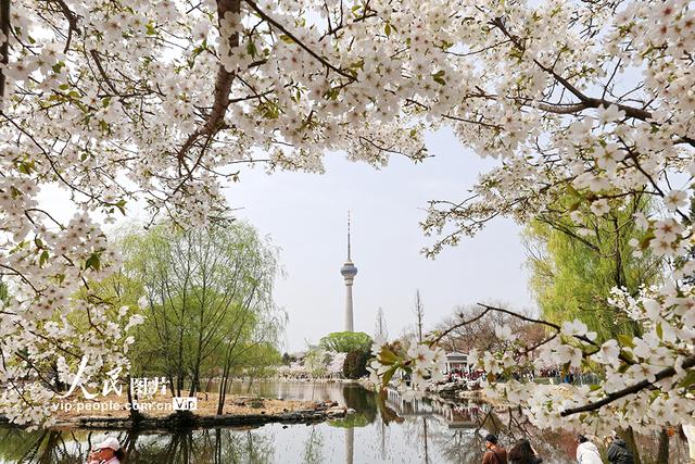 北京：玉渊潭樱花烂漫
