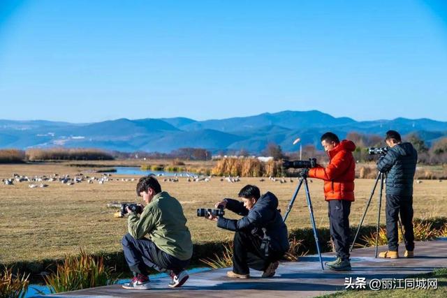 来丽江拉市海，赴一场万鸟齐飞的冬日浪漫