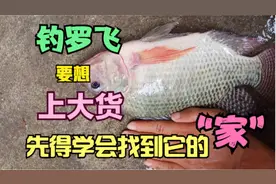 要想罗非鱼钓得多，首先你得学会找到它的“家”！图片