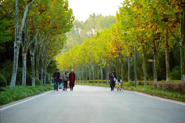 出发！感受两江绝美秋色 邂逅一园烂漫