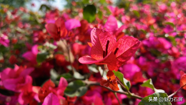 风有约 花不误 | 在异龙湖，骑进春天的画卷里