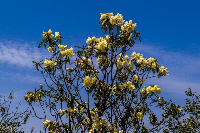 被严重低估的贵州毕节：这100多平方公里的杜鹃，不看真的会后悔
