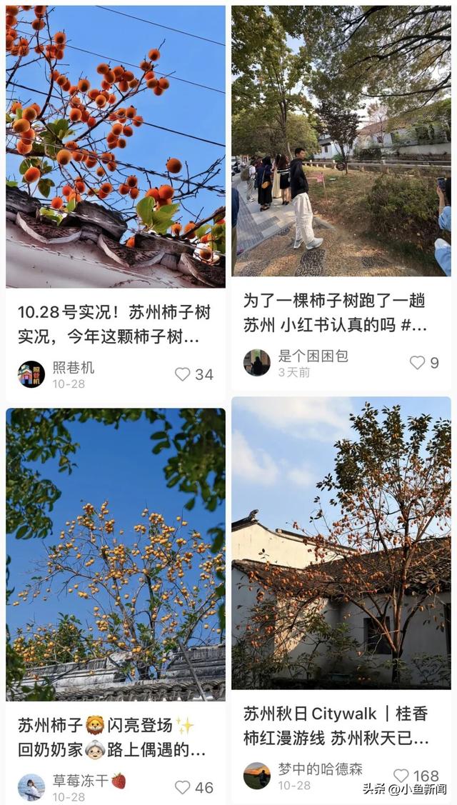 好多人在拍！苏州到底有谁在啊