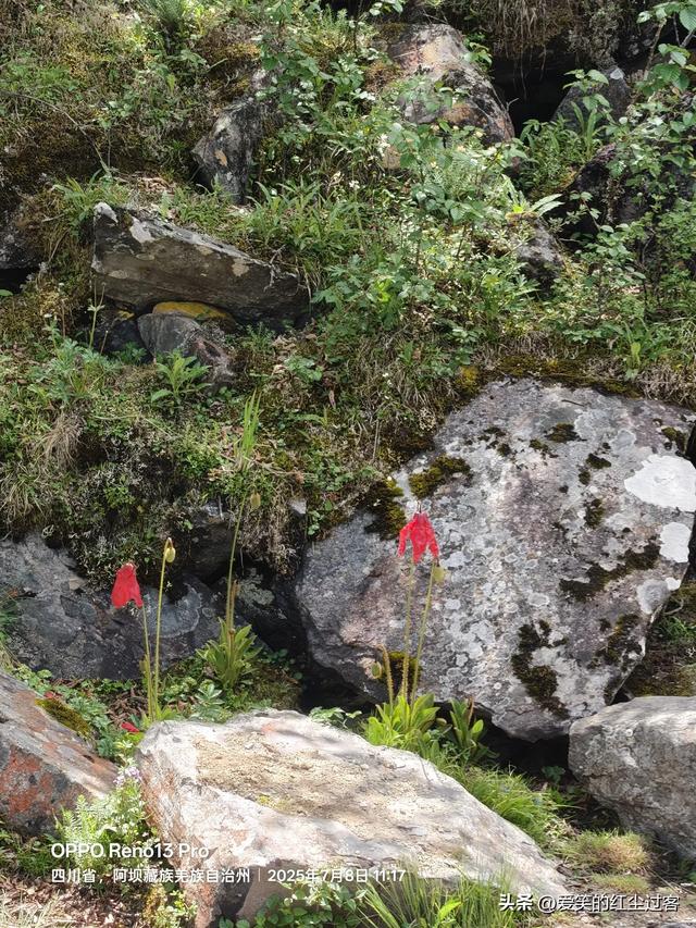 我的旅行日记——雨中游黄龙