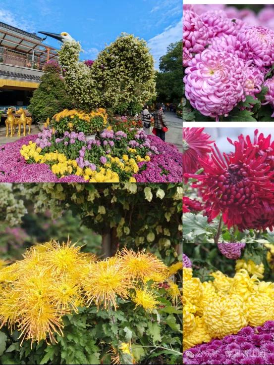 150+动物造型藏进万株菊海，天香园菊展开展