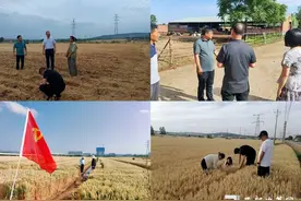 抢农时、保丰收、强服务——宝鸡市凤翔区柳林镇全力以赴护航“三夏”生产确保颗粒归仓图片