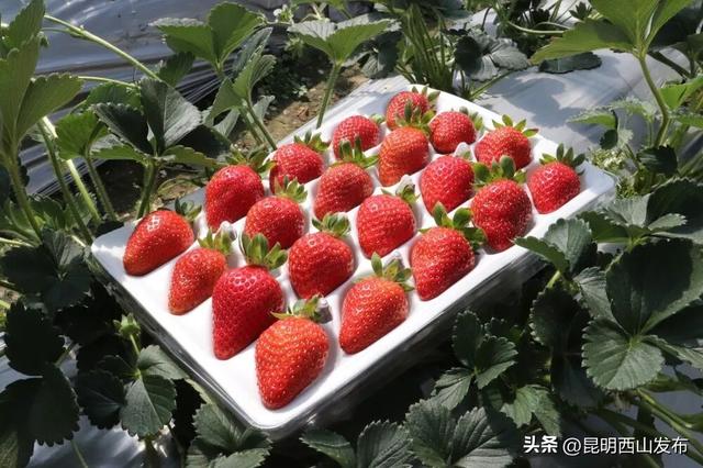 西华草莓熟了，赶紧来采摘吧！