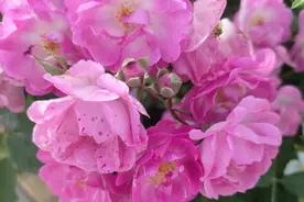 女儿来月经了，妈妈可千万不能再说这样的话啦！图片