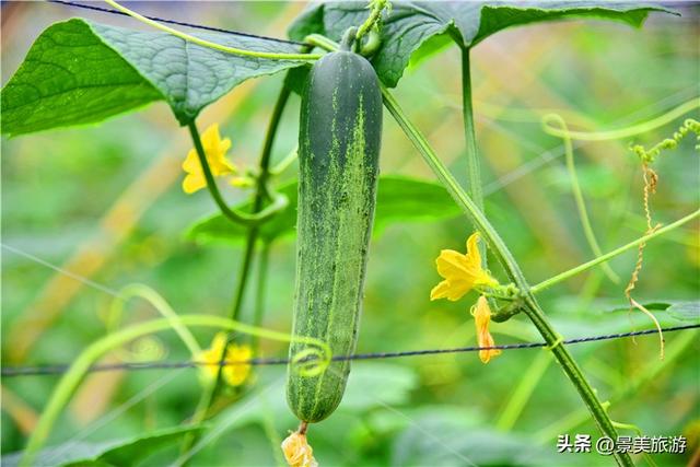 佛山紫南芳华谷清明开放，七大主题亮相，打造湾区微度假目的地