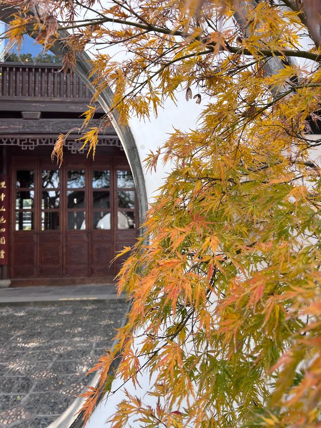 如花如画，每年一见的杭州红叶季到了，错过再等一年。