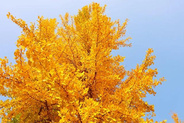 满城“金甲”醉秋风