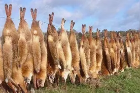 澳洲野兔泛滥，投资百亿6次围剿均失败，中国出手相助效果如何？图片