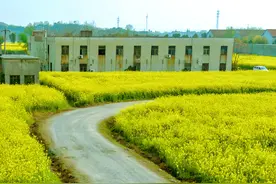 油菜花开啦！来这里奔赴一场金色花海图片