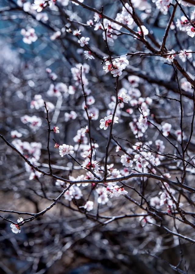 济南杏花已经盛开！这些赏花地又美又出片！