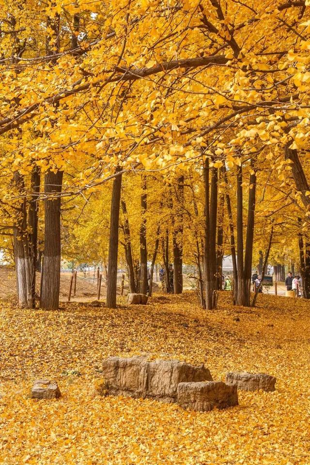 临沂市区赏秋地图出炉！红枫、银杏、落叶道…承包你的秋日朋友圈