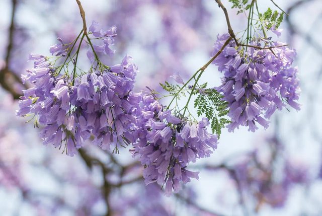比大理浪漫！比昆明更近！高铁直达阳光小城，2万株蓝花楹美疯！观海登山，美食吃到爽！