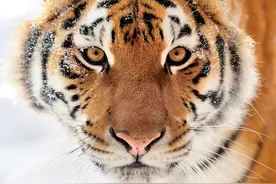 长白山：老虎咆哮着扑向汽车，一掌拍碎玻璃，探进虎爪|故事图片