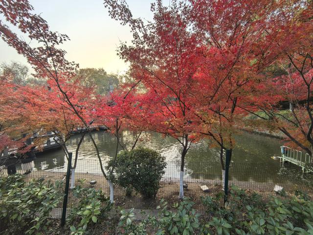 南京栖霞山一日徒步，游千年古刹，看漫山红叶