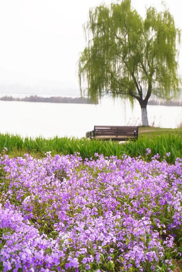 合肥版“赛里木湖”火了！好多人打卡