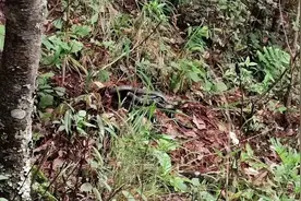 吓人！云南一小学附近发现眼镜王蛇窝，还有50个蛇蛋图片