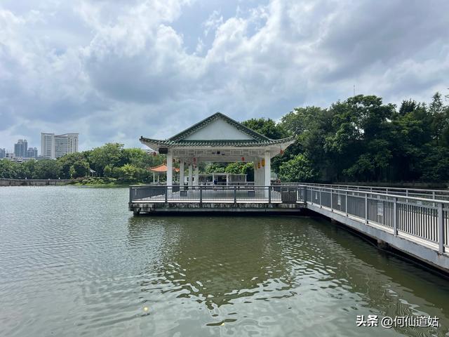 荔湾湖睡莲
