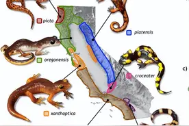 黄种人、黑种人和白种人为什么能自由交配，没生殖隔离吗？图片