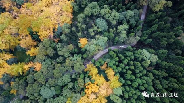 美疯！我就说初冬的都江堰有真东西！