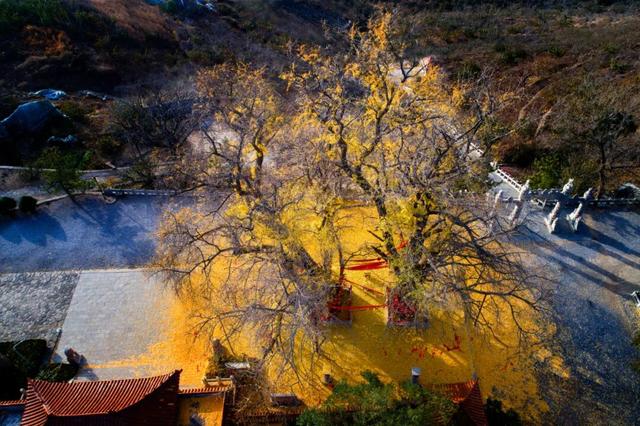 董宇辉力荐山东！潍坊，邀你赴约~