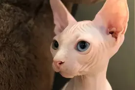 向您介绍如何准确地观察猫咪的品相图片
