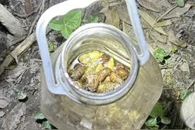 最近火爆！浙江12岁男孩连吃10只后连夜抢救！医生一看 发现大问题图片