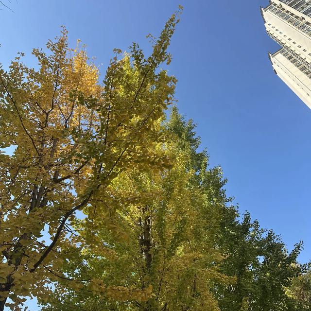 邵阳人藏不住的秋冬快乐!这些“金色浪漫”,@所有人来约!