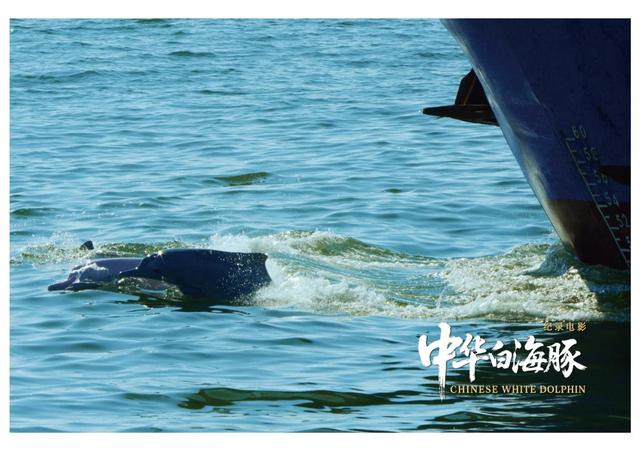纪录电影《中华白海豚》今日上映，解锁粤港澳大湾区生态人文密码