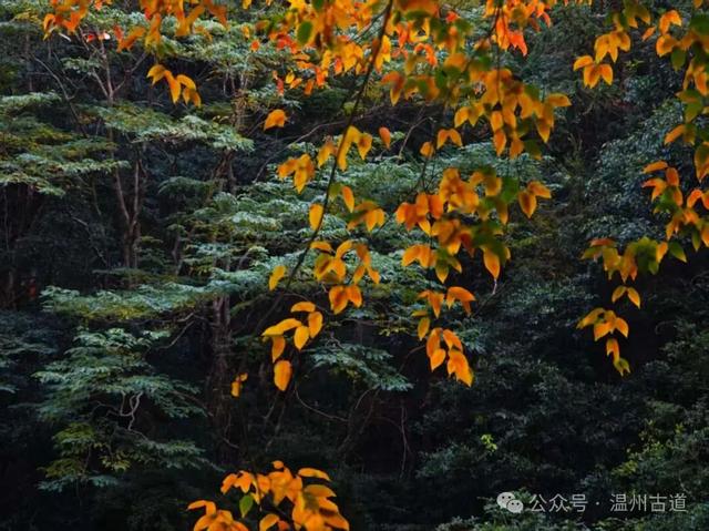 温州这个国家森林公园藏着深秋醉美的秋色,你可去过?