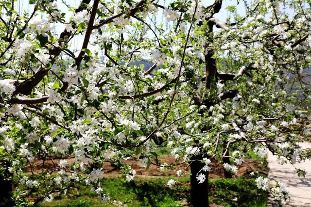以花为序，礼县邀您共赴一场春日之约~