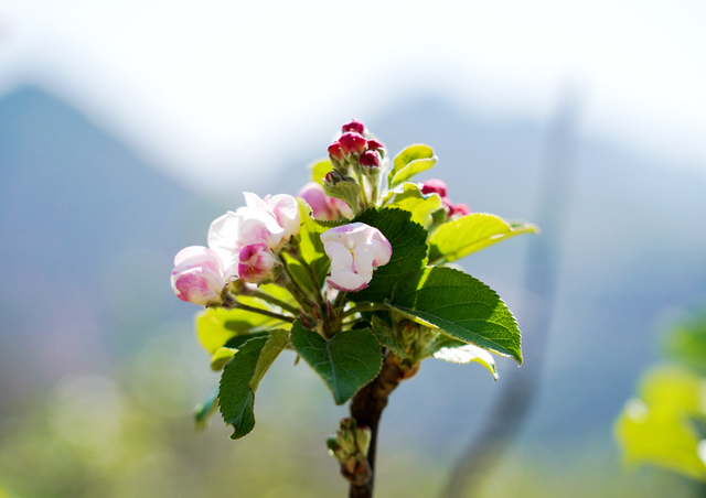 以花为序，礼县邀您共赴一场春日之约~
