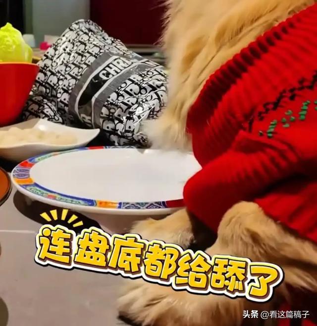 笑死!让狗上桌吃涮肉的女子晒和解书,结果店家马上打了她的脸